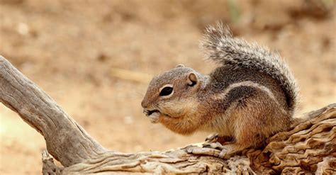 10 Incredible Squirrel Facts Wikipoint Wiki Point