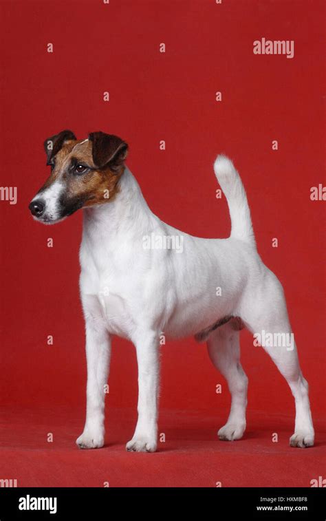 Smooth Fox Terrier Stock Photo Alamy