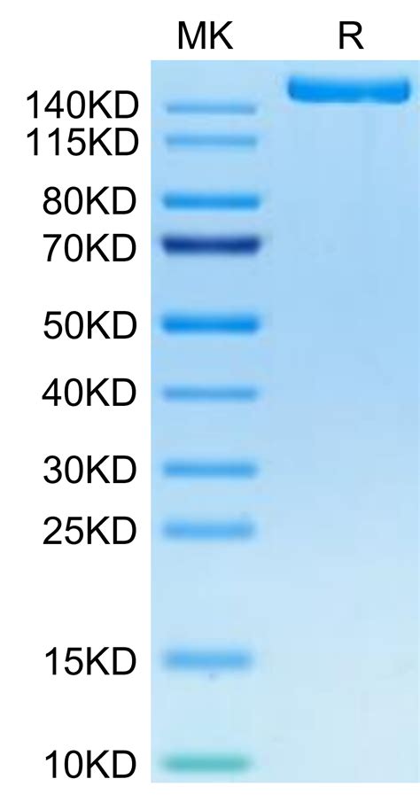 Biotinylated Human Igf2r Protein Recombinant Reprokine