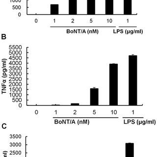 BoNT A Induced Phosphorylation Of MAPK Molecules In RAW264 7 Cells A