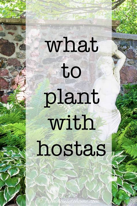 Hosta Companion Plants What To Plant With Hostas