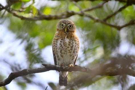 An Unlikely Wildlife Haven On Controversial Guantanamo Bay The