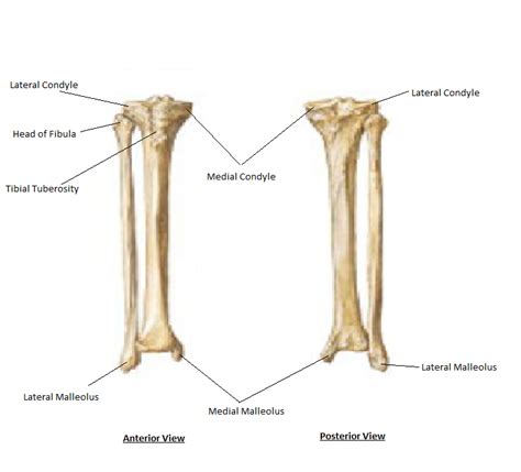 Tibia And Fibula Ben S Anatomy Website 38190 Hot Sex Picture