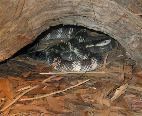 Eastern Tiger Snake (Notechis scutatus)