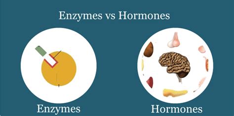 Difference Between Hormone And Enzyme The Knowledge Library