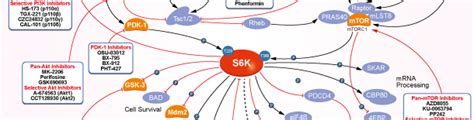 S6 Kinase Rsk P70 S6 Kinase P70s6k