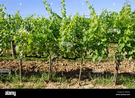 Plantas De Uva Fotografías E Imágenes De Alta Resolución Alamy