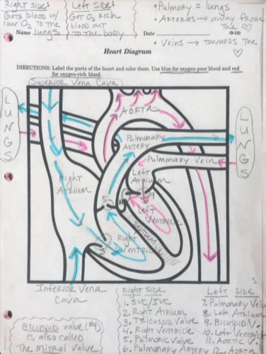 Health Cardiovascular System Flashcards Quizlet