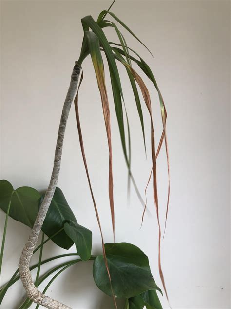 Is My Dracaena Dead Rplantclinic