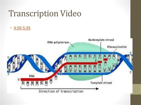 Dna Transcription And Translation Ppt Download