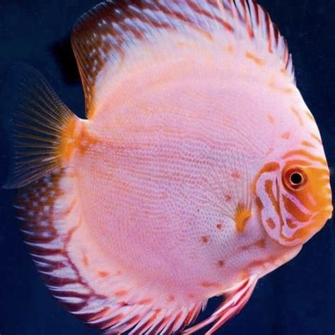 Jual Discus White Butterfly Ikan Discus Diskus Ikan Hias