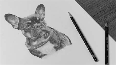 Pencil Drawings Of Dogs