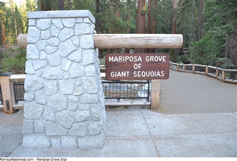 Mariposa Grove - Famous Redwoods