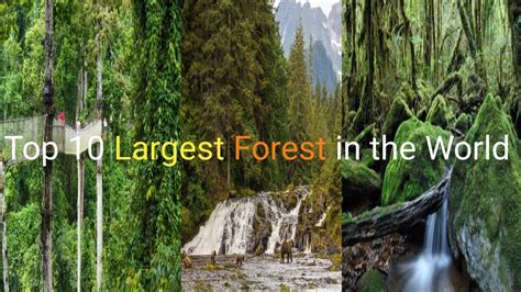 Top Largest Forest In The World Vishwajeetkrsrivastava Youtube