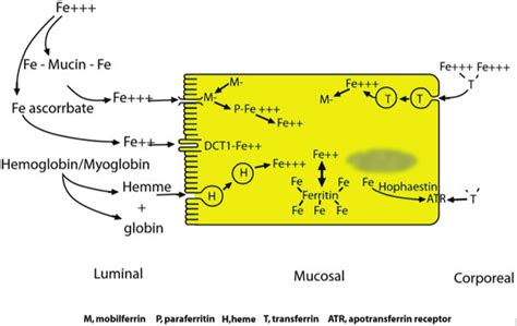 Mechanism of iron Absorption. | Download Scientific Diagram