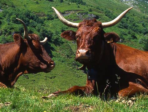 Vache Salers Auvergne Beef Cow Dormouse Love French Cow Calf River