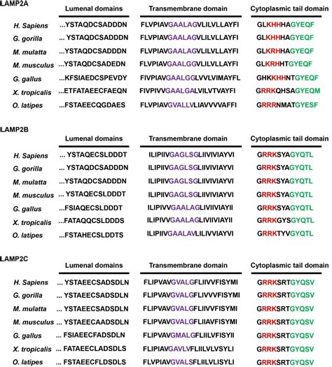 Autophagy Lamp Alamp B Lamp C Medsci