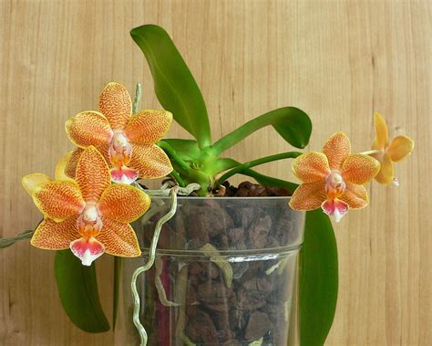 Комнатные растения.