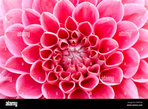 Pink Pompom Dahlia Pl001408 Stock Photo Alamy