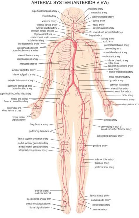 Blood vessels diagram