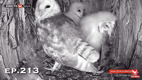 Barn Owl Nest ep 213Lechuzas en el nido DIRECTO Cámara 38 Ávila