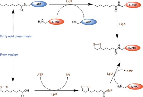 Unraveling The Pathway Of Lipoic Acid Biosynthesis Chemistry Biology