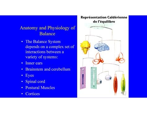 Vestibular System Explanation Anatomy And Physiology Of Balance