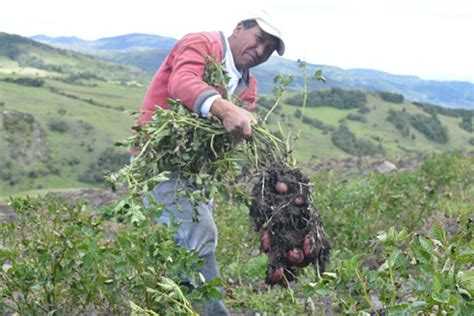 Estas Son Las Tres Provincias Con Mayor Producci N De Papa En Ecuador