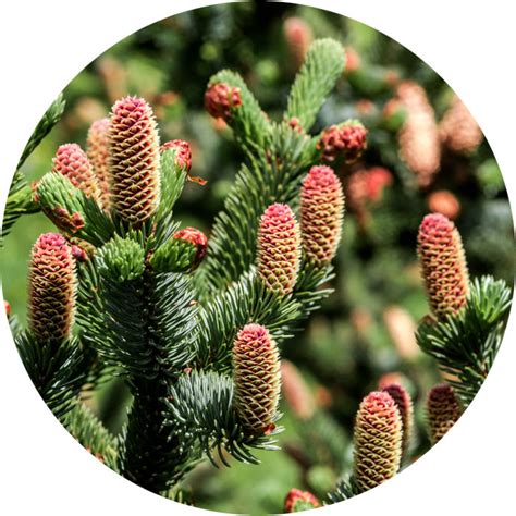 Sitka Spruce Essential Oil Organic Picea Sitchensis Iceland