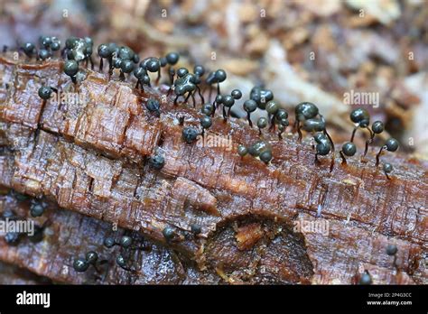 Cribraria Intricata A Slime Mold From Finland No Common English Name