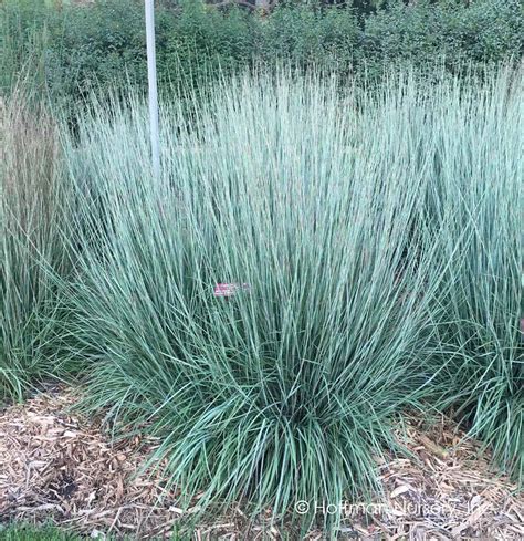 Little Bluestem Bayard Cutting Arboretum