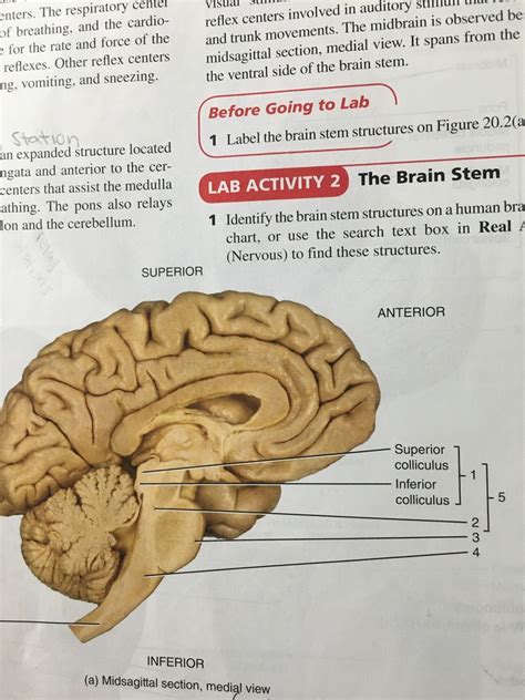 Brain Stem Diagram Quizlet