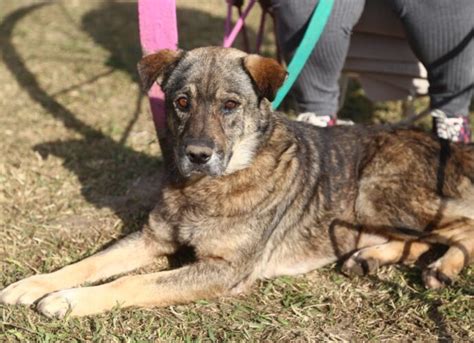 Continúan las castraciones gratuitas y el control sanitario de mascotas