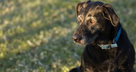 Senior Dogs For Adoption Why Adopting An Older Dog Is The Best Bechewy