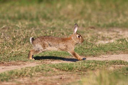 jack rabbit - Royalty Free Stock Photos and Images - Stocklib