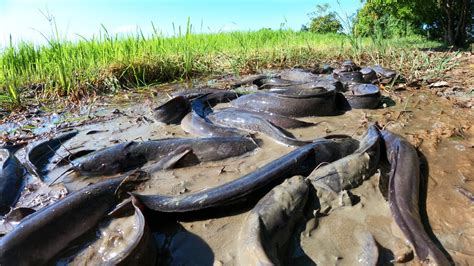 Amazing Fishing A Lot Of Catch Catfish In Mud At Filed Catch By Hand A