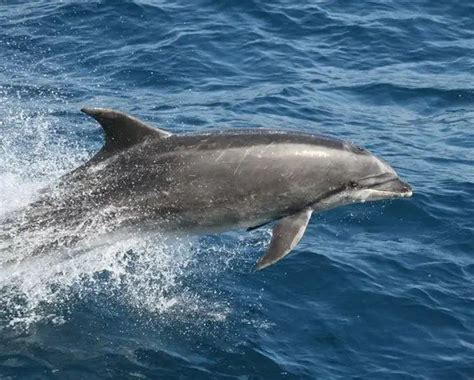 Bottlenose Dolphin Facts For Kids | Bottlenose Dolphin Habitat & Diet