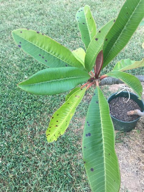 Black Spots On Plumeria Plant Finest Selection Pinnaxis