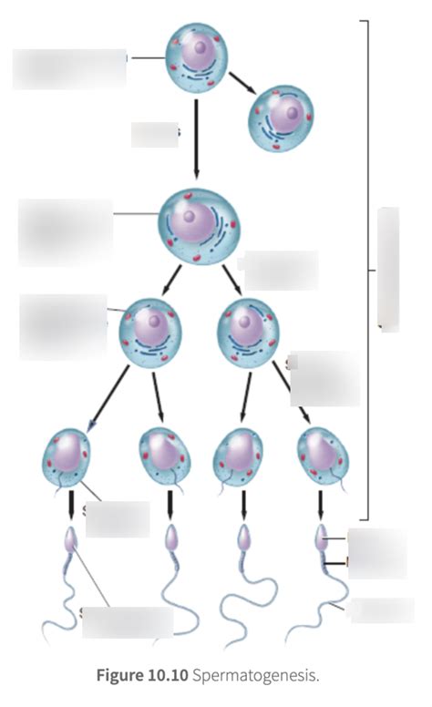 spermatogenesis Diagram | Quizlet