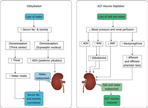 Dehydration And Volume Depletion How To Handle The Misconceptions