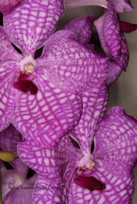 Vanda Lumpini Red X Coerulea S Photo Naomi Smith Photos At