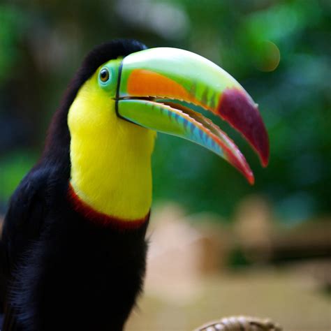 Tour | Costa Rica Adventure Family Holiday | Exodus Adventure Travels | FNR