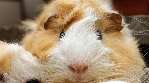 Brown And White Guinea Pig Photography Hd Wallpaper Wallpaper Flare