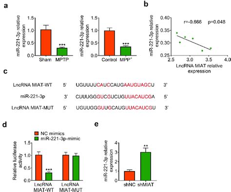 LncRNA MIAT Was A Target Of MiR 221 3p A The Relative Expression Of