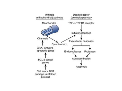 Necrosis and apoptosis | PPT