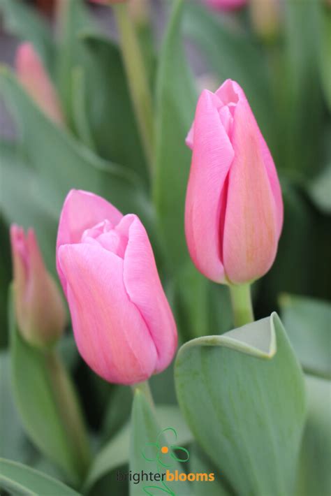 Tulip Mistress – Brighter Blooms