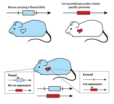 Mgi 622 Introduction To Mouse Genetics