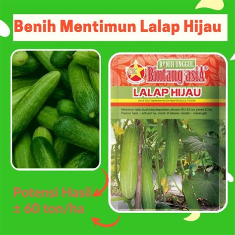 Jual Benih Mentimun Timun Lalap Hijau Gram Cap Bintang Asia Di Lapak