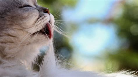 Les boules de poils chez le chat origine conséquences et prévention