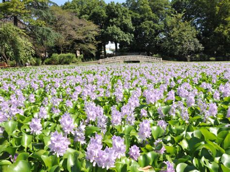 行田市水城公園 | 観光スポット一覧 | 【公式】埼玉観光情報 - ちょこたび埼玉